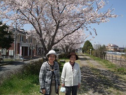 桜
