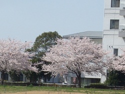 桜